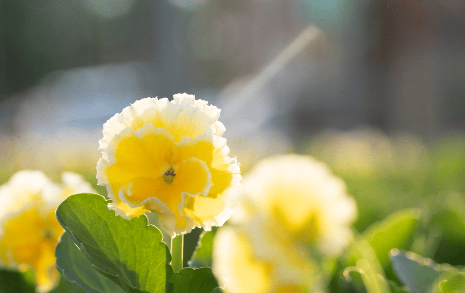 VIOLAS | Tagawa Greenhouse
